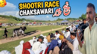 Shoutri Race Of Bull In Chaksawari Azad Kashmir || Old Panj Pir Mela 2024
