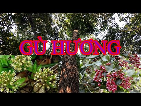 Video Gù hương, Xá xị - youtube