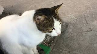 Kitty sitting on the bench