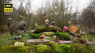 Birds at natural feeder - 4K HDR - CATs tv