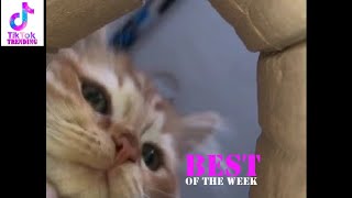 Best Tik Toks of the Week: TRENDING Compilation HD | Tik Tok Trending