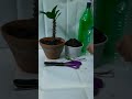 Self Watering System # Drip Irrigation