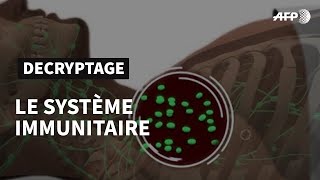 Le Système Immunitaire Défense Naturelle De Lorganisme Afp Animé