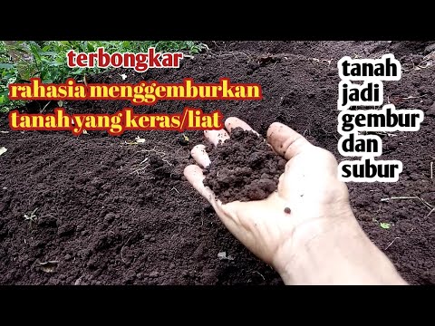 Cara menggemburkan tanah yang keras