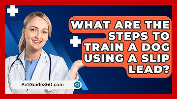 What Are the Steps to Train a Dog Using a Slip Lead? - PetGuide360.com