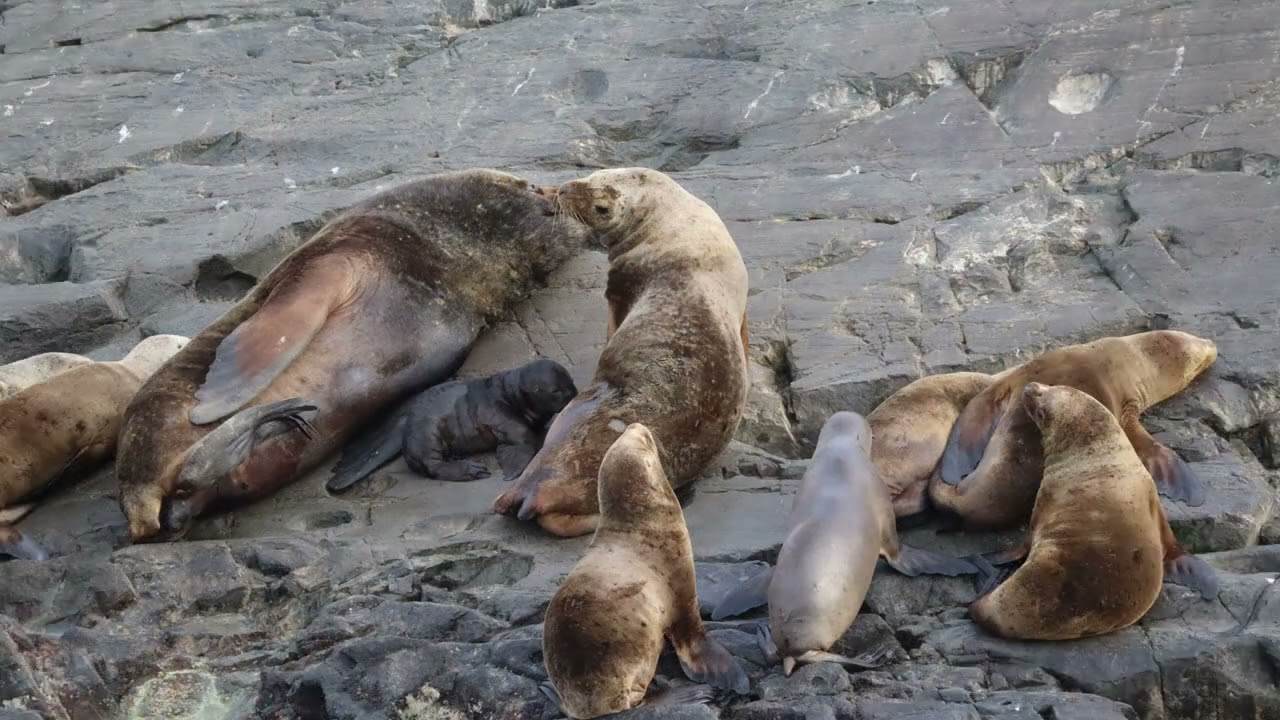 🦭 Terra del Fuoco: foche, leoni marini e il faro della fine del mondo | World Tour 2024