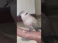 صوت حمام ياكريم صوت حمام ياكريم