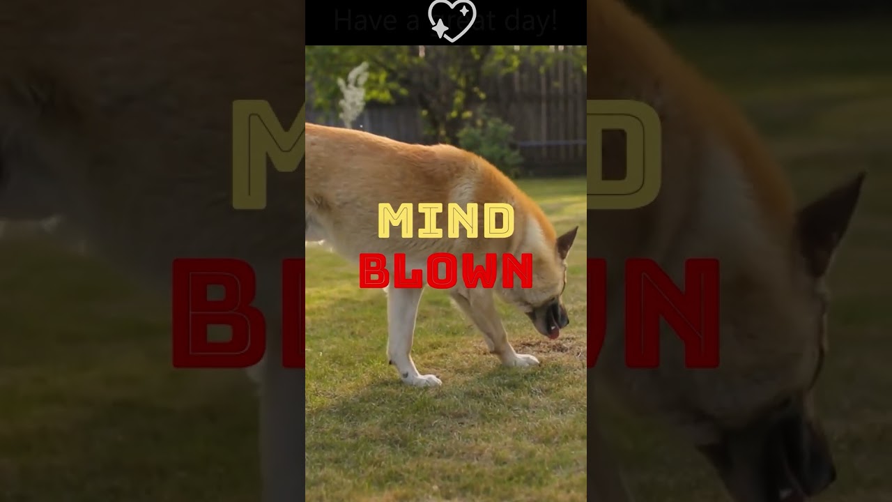 🐾 Unveiling the Mystery: How Dogs Perceive Time 🕒