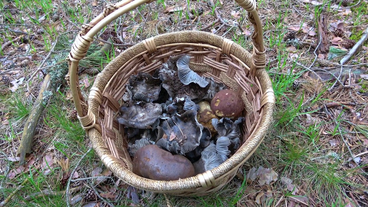 Cocinando las setas del frío