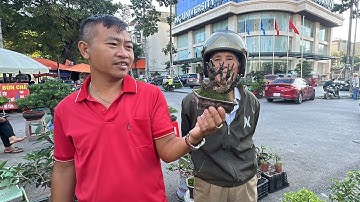 BONSAI MINI ĐẸP NHẤT CHỢ ĐÂY - RẢI TIỀN LÊN CÂY LÀ CÓ THẬT