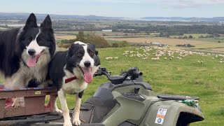 видео: Две удивительные овчарки пасут овец картинка: Две удивительные овчарки пасут овец