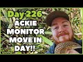 The Builds Are Getting Real! Arid Enclosures &amp; Ackie Monitor Move-In | Animal Encounters  Vlog Ep.14