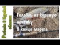 Ловля голавля ранней весной на куриную печень. Рыбалка в конце марта