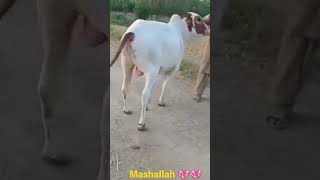 Mashallah Gulabi Ablak Nukra ?|cows mandi cow bull cowboys nukra shortvideo shorts viral