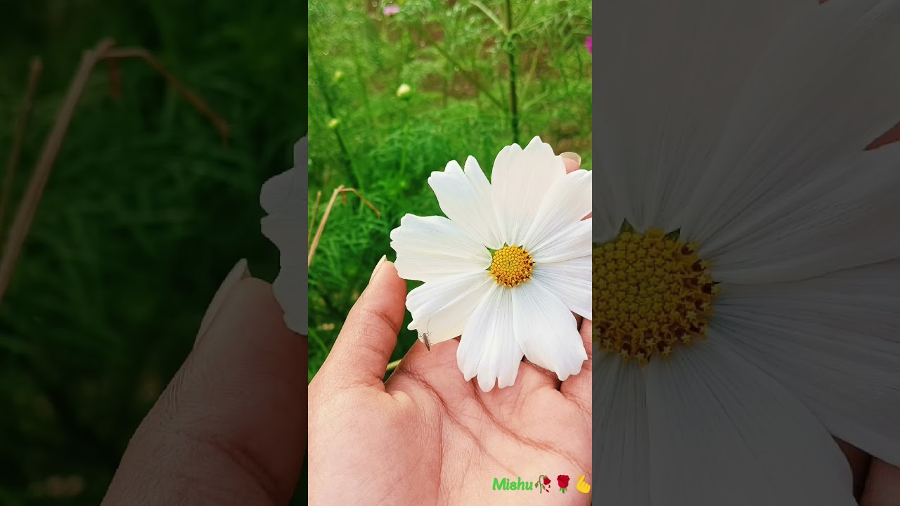 ramna theke capture kora flower🥀🌹