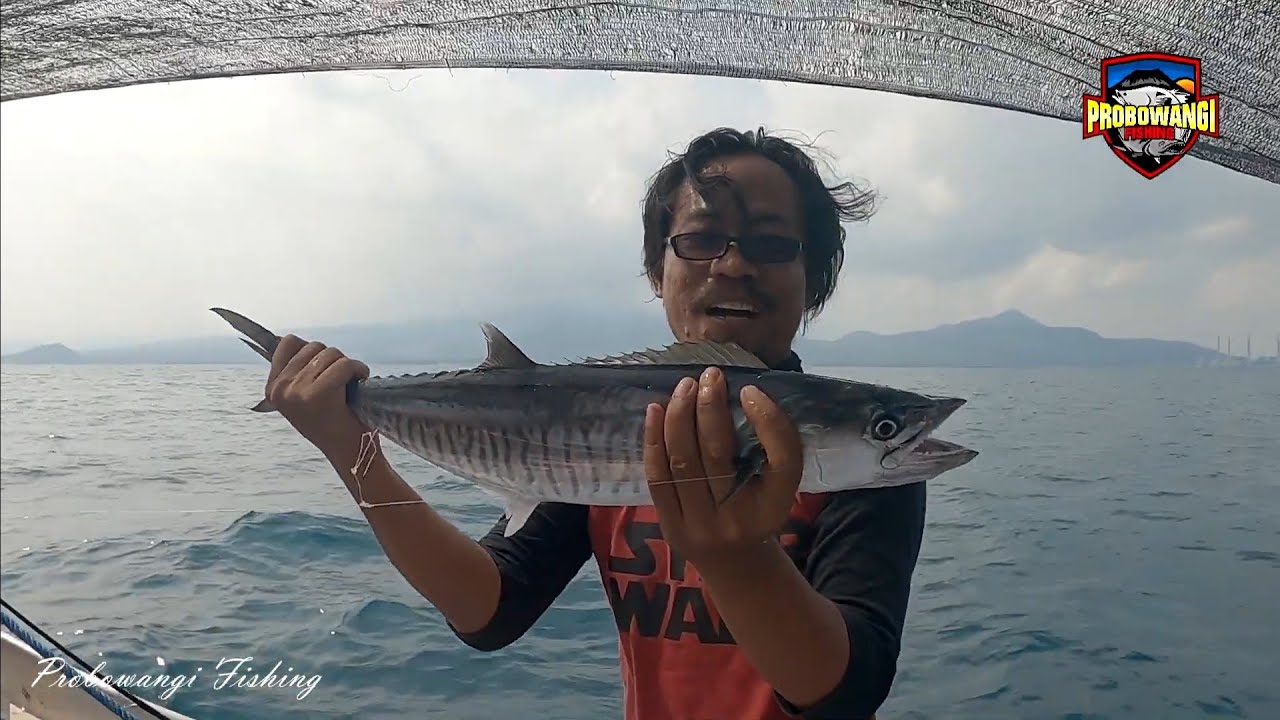 Ikan Tenggiri Juga Mau Makan Umpan Udang Hidup #mancing_mania #mancing
