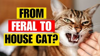 Can A Feral Cat Become A House Cat? | Kitten Munch Answers