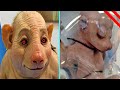 Incredible Animals & Creatures Created By Science