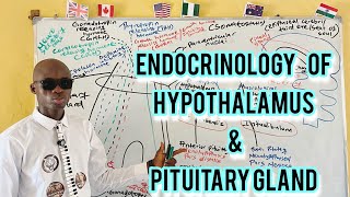Endocrinology of Hypothalamus and Pituitary Gland