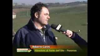 Emilia - Romagna Agricoltura 2014, puntata 1 - l'approfondimento: grana padano dop biologico