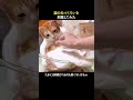 猫の毛づくろいを邪魔してみた
