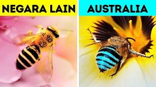 Lebah Biru Cantik Asal Australia Ini Nggak Akan Ada di Tempatmu