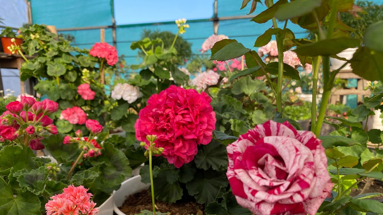 geranium || kan lo lang || leh e || 