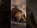 子ライオンの逃亡と誓い#shorts #動物 #foryou