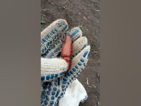 Куколка бабочки - YouTube