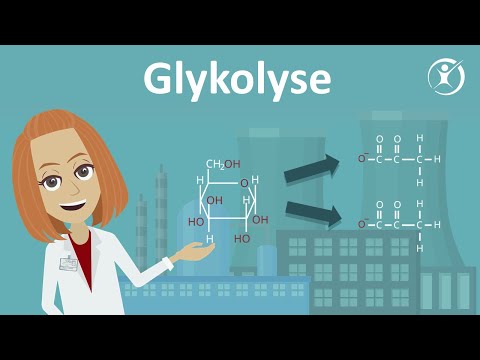 Video: Wo findet die Glykolyse bei der Zellatmung statt?