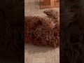 Watch Your Dog Melt Into Sleep 😴🐶 #DogSleepMusic #Shorts