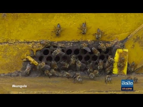 Kungula Beekeeping We Take You Through The Simplest Ways Of Keeping Bees At Home
