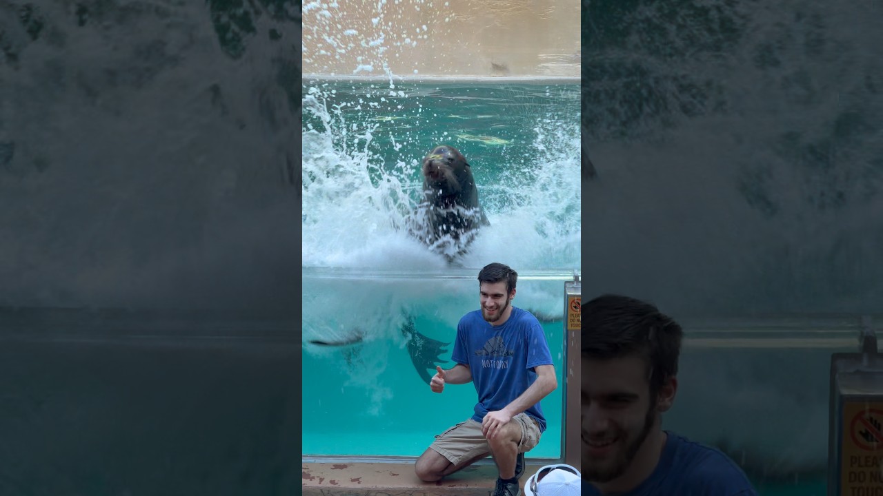 Морской лев 