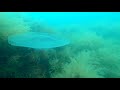 Подводный мир Черного моря. Прибрежная зона. Глубина до 5 метров. Морское дно, медузы.