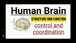 Class X Biology Control Coordination Quick Revision For 2024
