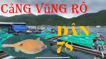 Câu Cá Biển - Cảng Vũng Rô  Bè Nổi | Cá Sơn - Dân 78