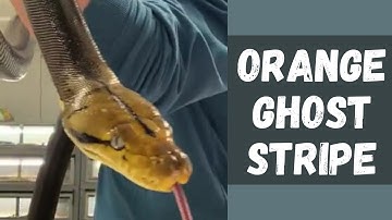 QUEEN CERCEI- UNBOXING OUR NEW RETICULATED PYTHON