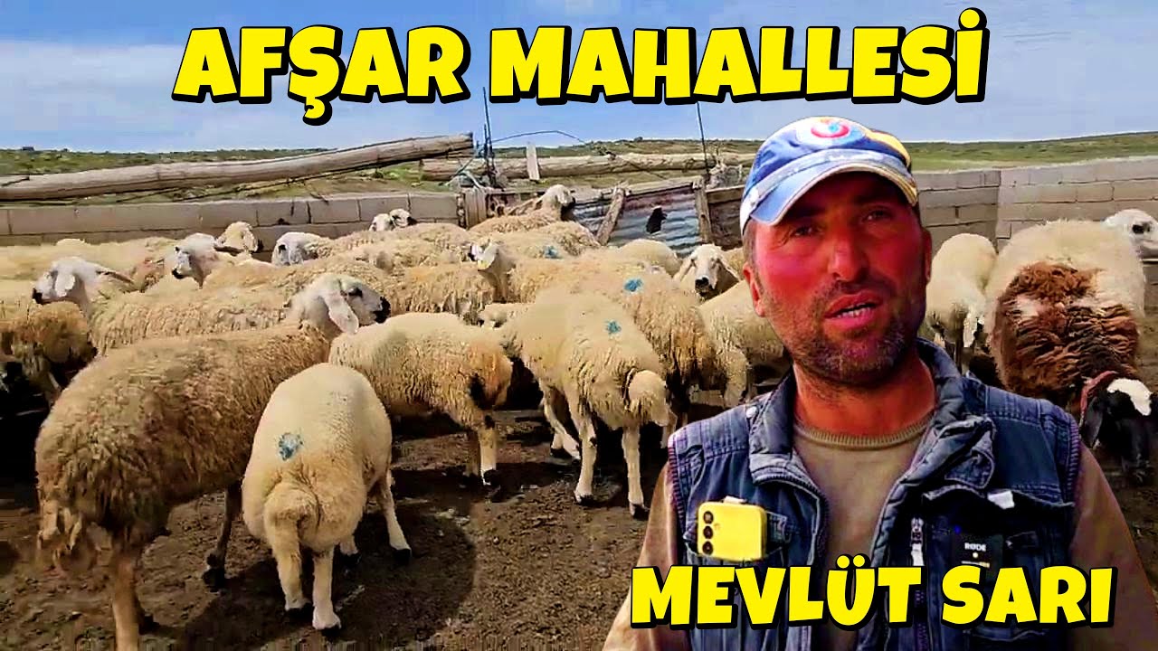 PEYGAMBER MESLEĞİ ÇOBANLIĞI ZEVKLE YAPAN MEVLÜT SARI, AFŞAR MAHALLESİ, PROFESSION OF THE PROPHET