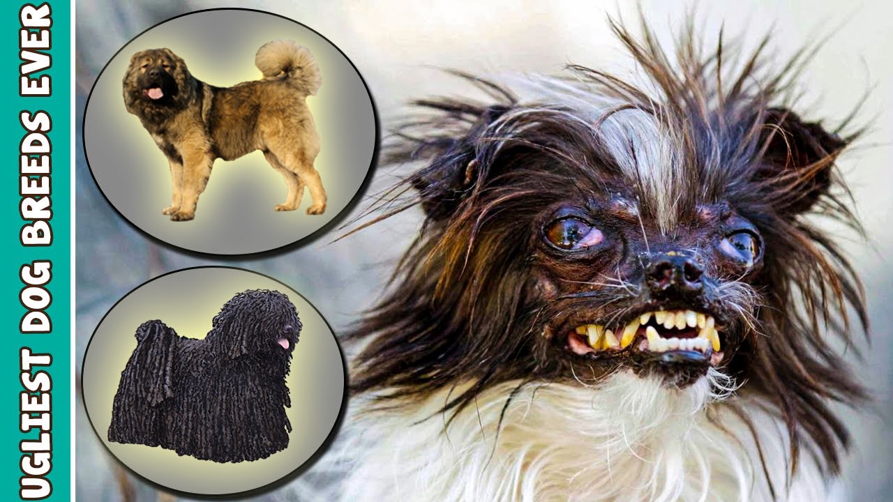 10 Ugliest Dog Breeds Ever In The World