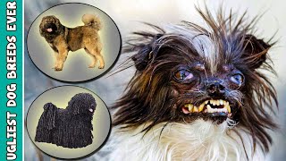 10 Ugliest Dog Breeds Ever In The World