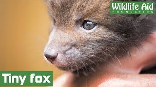 GoPro: Cute baby fox saved from garden netting!