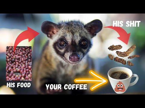 Howâs the most expensive coffee is made ??? POOP COFFEE