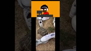 ไอ้เต่าาาา #memes #animanik #roblox #animatin #animation #animatry #funny #anines #humor #gta