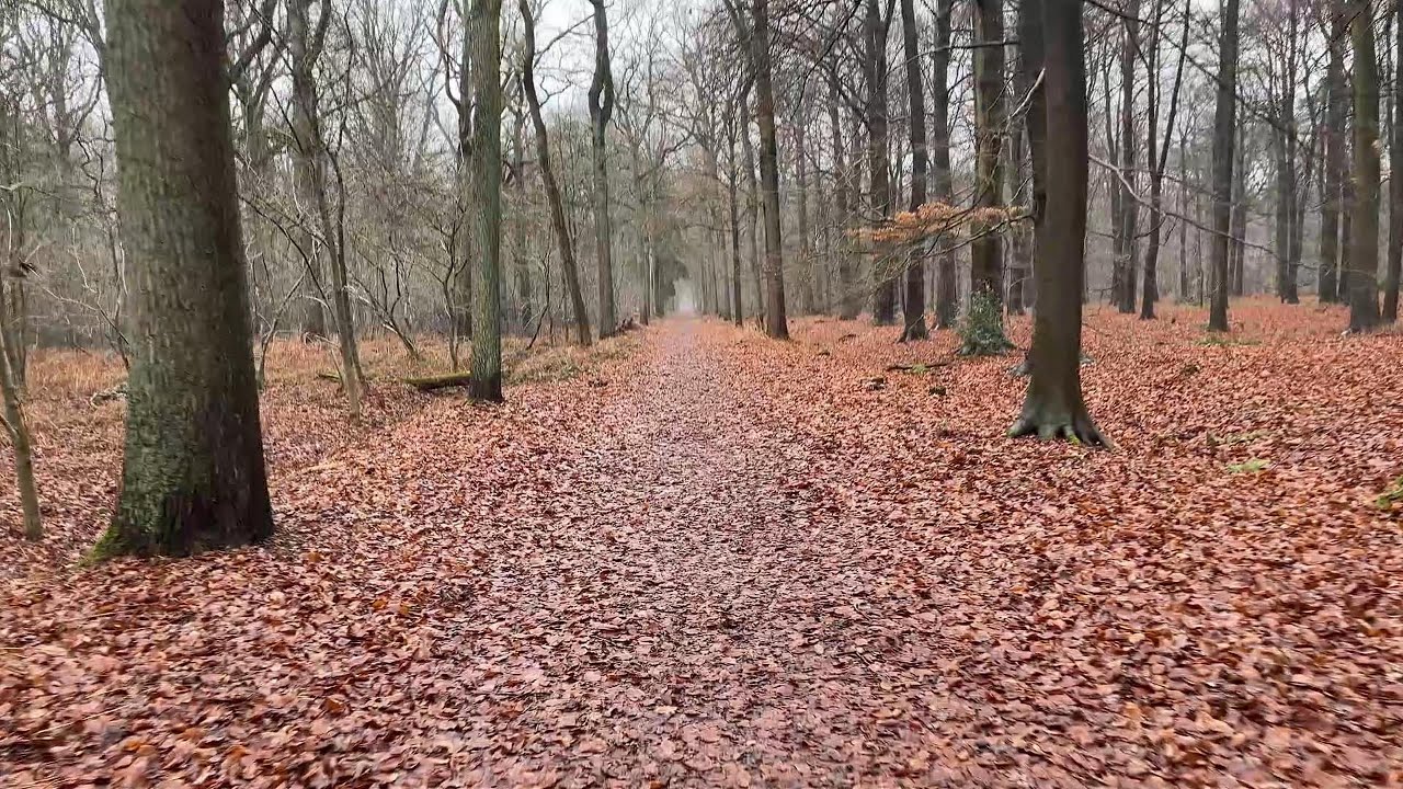 4K - Slow Walk in Peerdsbos Forest 🌲 Real-Time | 30 mins