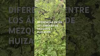DIFERENCIAS ENTRE LOS ÁRBOLES DE MEZQUITE Y HUIZACHE!!!   #tierradebendicion #mezquite