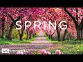 Spring Flower 4K - April 2026 🌸 Blooming Gardens, Soft Sunrises &amp; Quiet Flower Paths