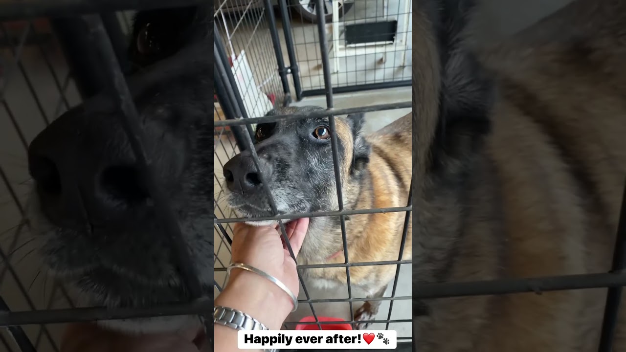 I just love that my buyers adopted the seller’s dog when they moved & couldn’t take him with them!