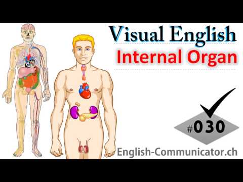 #030 Visual English Language Learning Practical Vocabulary Human Internal Organs