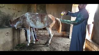 مقاود الخيل/جس الخيل /اسعار الخيل الفلسطيني/تغزيل الخيل