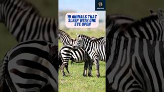 10 Animals That Sleep With One Eye Open Natures Night Watchers